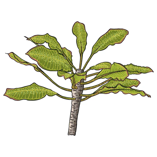 プルメリアの花植物や葉の枝 装飾やパターン作りのためのエキゾチックな熱帯ジャングルの花の葉 カリブ海 緑の葉を持つ植物小枝の外 線手描きスタイルアート ベクトル — ストックベクタ