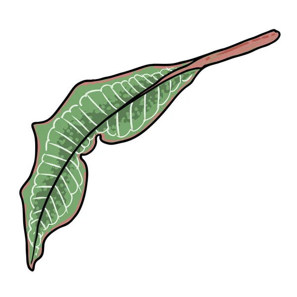 Plumeria Plant Leaves Exotic Tropical Jungle Floral Plumeria Leaf Decoration — Stock Vector
