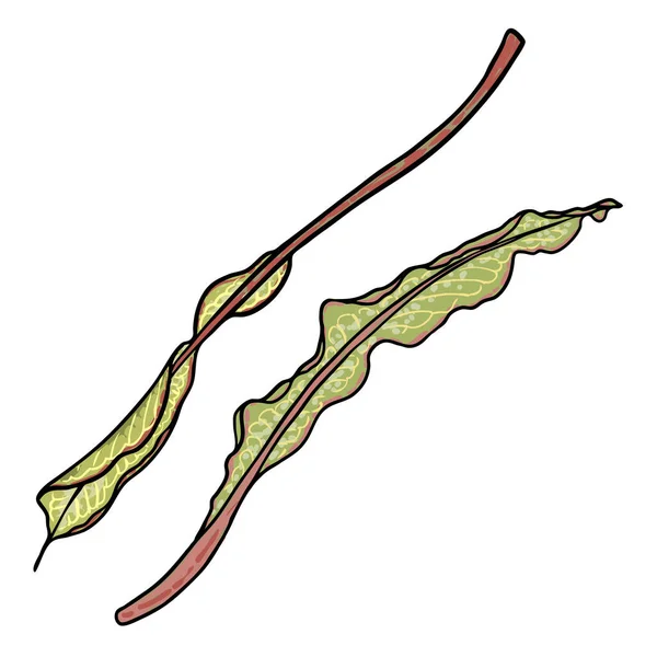 Φύτρα Plumeria Εξωτική Τροπική Ζούγκλα Floral Φύλλα Plumeria Για Διακόσμηση — Διανυσματικό Αρχείο