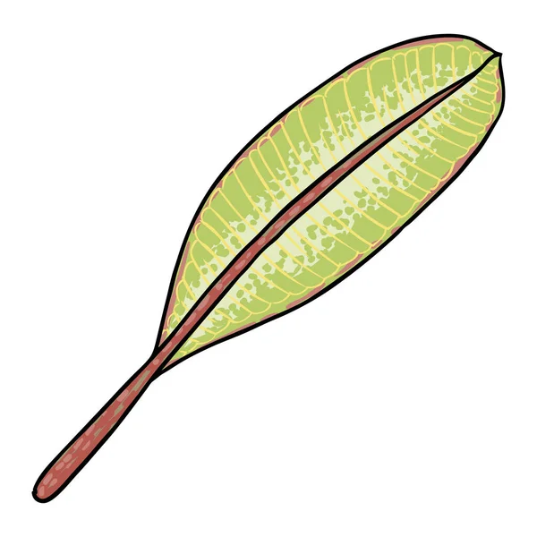 プルメリア植物の葉 装飾やパターン作りのためのエキゾチックな熱帯ジャングルの花のプルメリアの葉 カリブ海緑の植物の小枝の手の描画スタイルの芸術 ベクトル — ストックベクタ