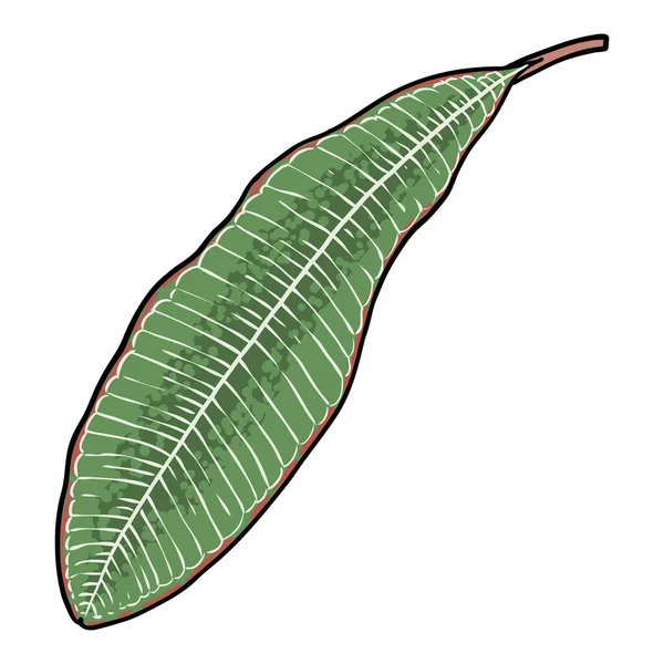 Echte Plumeria Bladtak Hawaiiaanse Plumeria Groene Bladeren Twijg Tekening Van — Stockvector