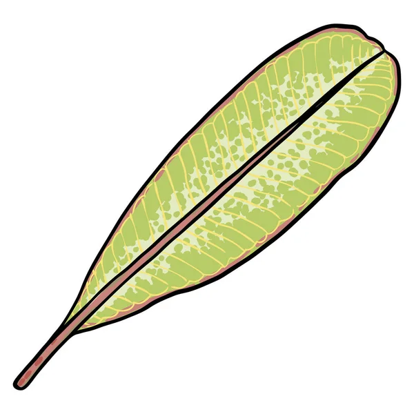 Verdadeiro Ramo Folhas Plumeria Plumeria Havaiana Folhas Verdes Galho Desenho —  Vetores de Stock
