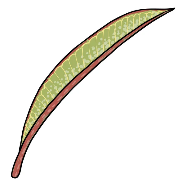 Real Plumeria Leaf Branch Hawaiian Plumeria Green Leaves Twig Drawing — Stock Vector