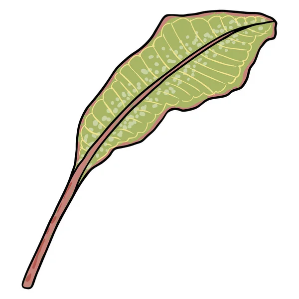 Echter Plumeria Blatt Zweig Hawaiian Plumeria Grüne Blätter Auf Dem — Stockvektor