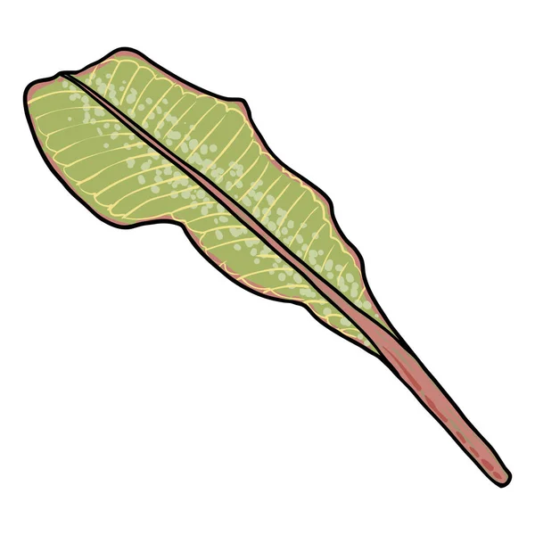 Prawdziwa Gałąź Liści Plumerii Hawajska Plumeria Zielona Liście Gałązce Rysunek — Wektor stockowy