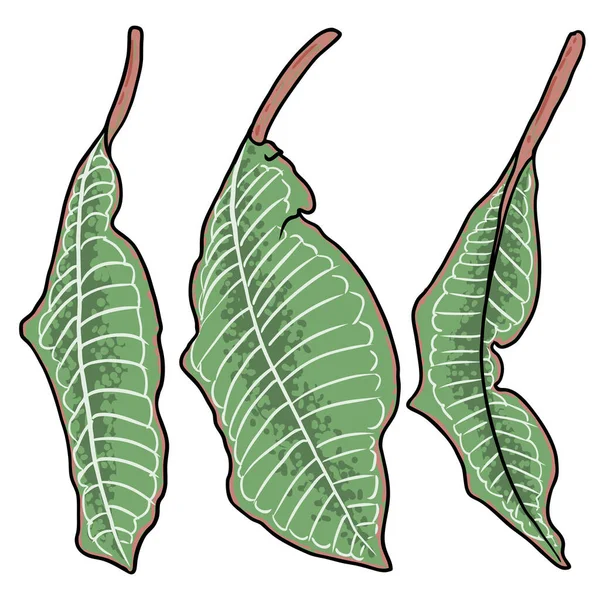Zestaw Gałęzi Liści Plumerii Hawajska Plumeria Zielona Liście Gałązce Rysunek — Wektor stockowy