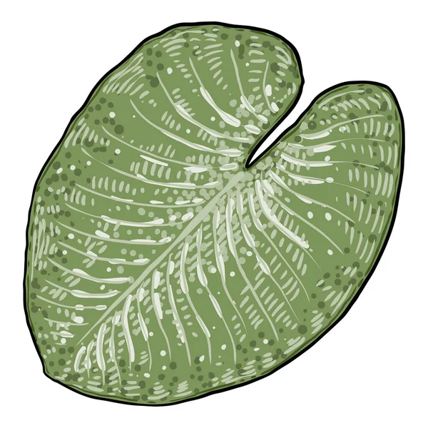 Lotusblatt Isoliert Zeichnung Des Seerosenblattes Vektor — Stockvektor