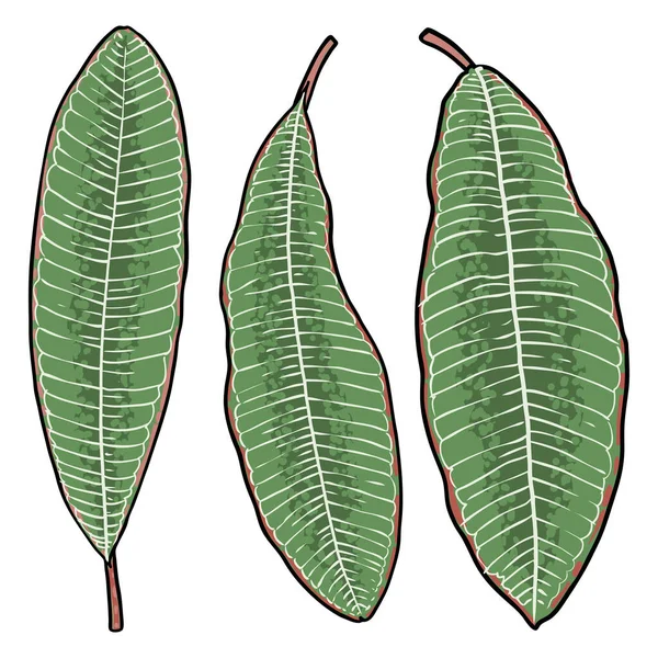 プルメリアの葉の枝がセット ハワイのプルメリアは小枝に緑色の葉を出します 熱帯植物やエキゾチックな植物の描画 ベクトル — ストックベクタ