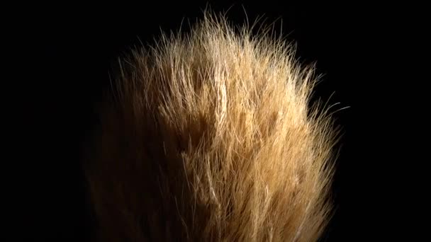 Ears Golden Wheat Black Background Rotation Wheat Agriculture Harvesting Thanksgiving — Stock Video