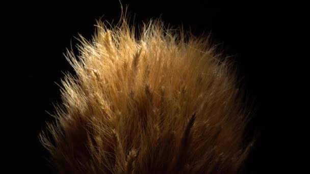 Getrockneter Weizen Hafer Oder Roggen Auf Dunklem Hintergrund Ernte Und — Stockvideo