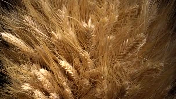 Уши Золотой Пшеницы Черном Фоне Вращения Пшеничное Хозяйство Уборка Урожая — стоковое видео