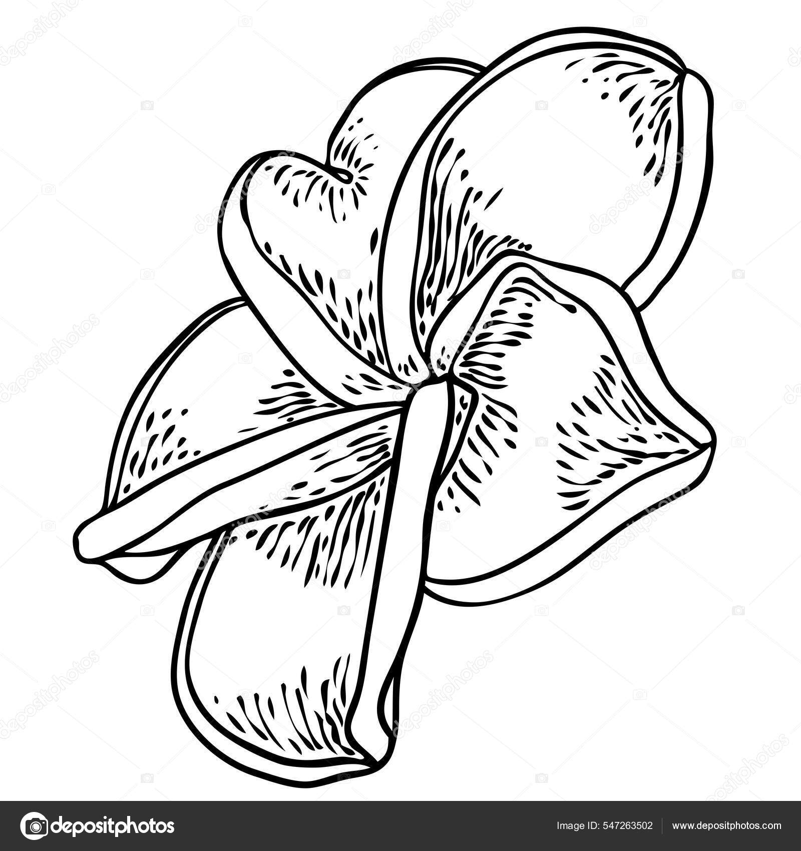 Plumeria Flower Design Tropical Flower Exotic Plant Made Real Plumeria