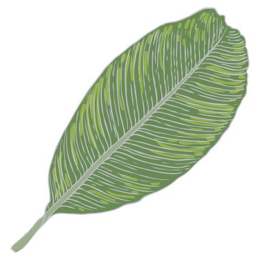 Tropik egzotik bitki yaprağı, Barış Zambağı veya Sansasyon bitkisi. Araceae ev bitkisinin yaprakları. Vektör. 