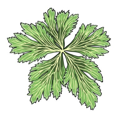 Vahşi orman yaprağı Trollius, Mayapple veya Ligularia ve Darmera 'nın çeşitli türleri. Vektör. 
