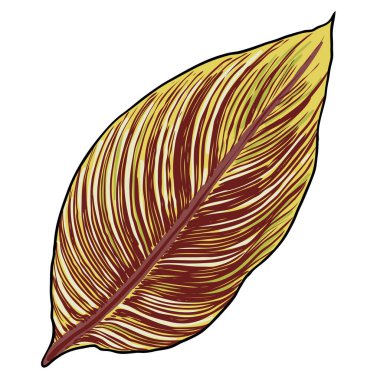 Su bitkisi yaprağı değil. Bengal Kaplanı olarak adlandırılıyor, sarı ve yeşil çizgili yapraklar. Botanik yaprakları. Vektör. 