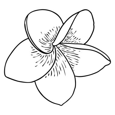 Spa salonu Plumeria çiçek serisi sanat eseri tasarımı. Yoga yağı aromaterapisi ve sıcak masaj stüdyosu, hoş geldin sembolü. Frangipani çiçeğinin açık tomurcuğunu çizmek. Vektör. 