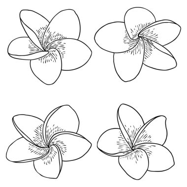 Plumeria seti. Geleneksel Hawaii tropikal kolyesi ya da boyun çelengi çiçek tasarım elementleri. Hoş geldin davetiye dekorasyonu. Gerçek Plumeria 'dan çizim sanatı, koleksiyon. Vektör.