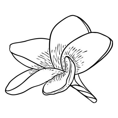 Plumeria açık tomurcuklar. Geleneksel Hawaii tropikal kolyesi ya da boyun çelengi çiçek tasarımı elementi. Hoş geldin davetiye dekorasyonu. Gerçek Plumeria 'dan çizim sanatı. Vektör.