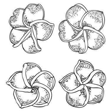 Bir dizi çiçek açan Plumeria kafalar. Hawaii tropik açık çiçek tomurcukları. Egzotik Frangipani çiçeği. Vektör. 