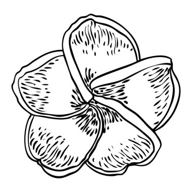 Plumeria çiçek açan kafalar. Hawaii tropik açık çiçek tomurcukları. Egzotik Frangipani çiçeği. Vektör.