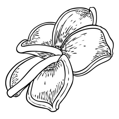 Plumeria çiçek tasarımı. Gerçek tesisattan yapılmış egzotik bitkilerden oluşan tropik bir çiçek. Hawaii frangipani çiçeği, açık yapraklı, izole. Geleneksel çiçekli hoş geldin dekorasyonu. Vektör.