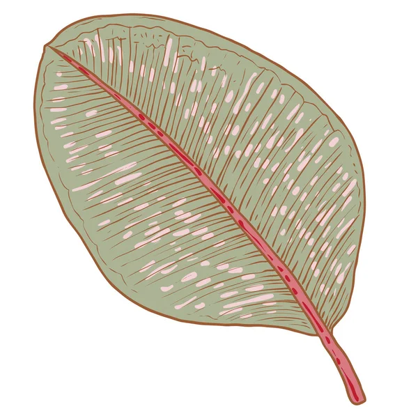 Ficus Pflanzt Blatt Vom Baum Exotische Zimmerpflanze Immergrüne Gummipflanze Vektor — Stockvektor