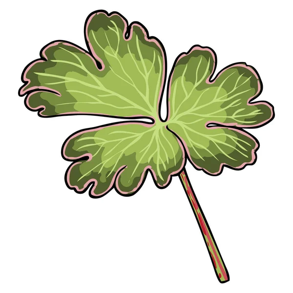 Aquilegia Oder Akelei Blütenpflanze Grünes Blatt Sommer Oder Frühjahrspflanze Rote — Stockvektor
