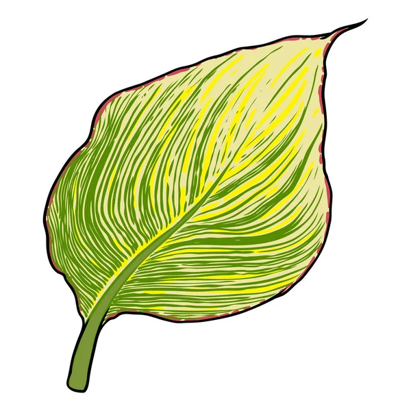 Wasserpflanzenblatt Canna Benannt Als Bengal Tiger Gelb Und Grün Gestreifte — Stockvektor