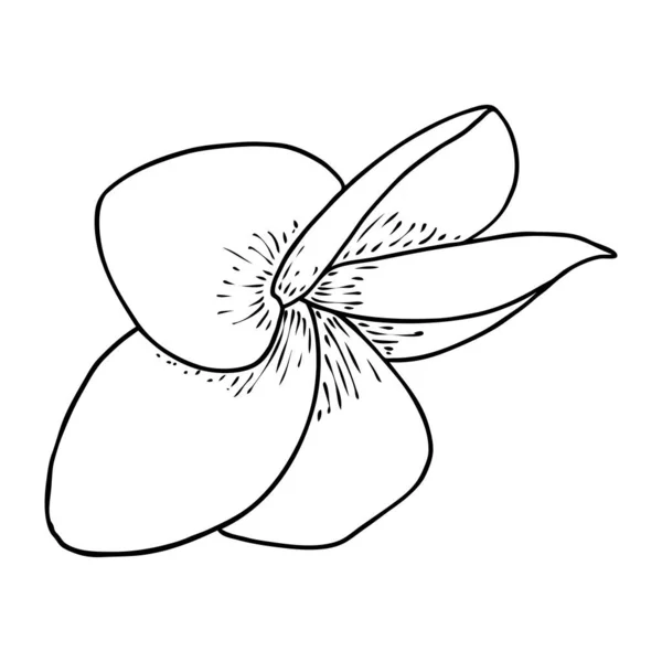 スパサロンプルメリアフラワーラインアート要素デザイン ヨガオイルアロマセラピーとホットマッサージスタジオ ウェルカムシンボル フランジパニの花を開いて芽を描く ベクトル — ストックベクタ