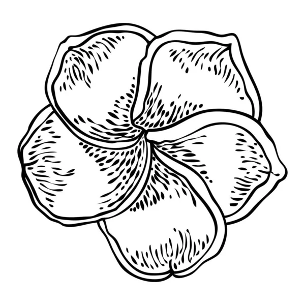 Плюмерия Цветет Головами Гавайи Тропические Открытые Цветы Почки Экзотический Цветок — стоковый вектор