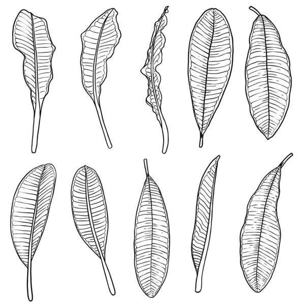 Plumeria Virágok Levelek Szett Egzotikus Trópusi Dzsungel Virággyűjtemények Dekoráció Minta — Stock Vector