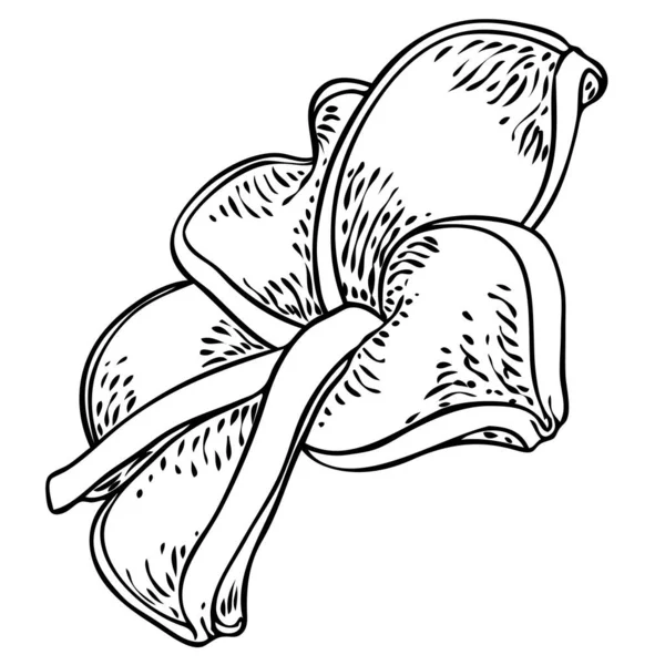Plumeria Öppna Knoppar Traditionellt Hawaii Tropiskt Halsband Eller Krans Blomma — Stock vektor