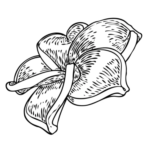 Plumeria Раскрывает Почки Традиционные Гавайи Тропическое Ожерелье Шея Венок Цветочный — стоковый вектор