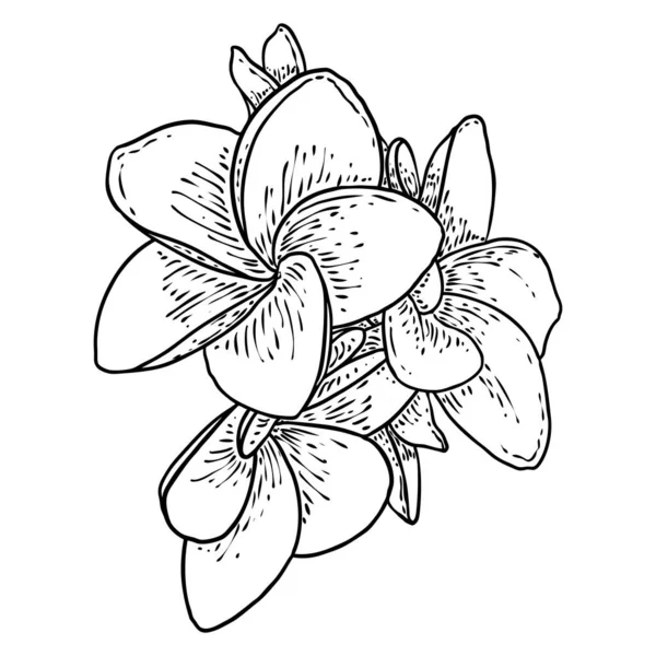 Plumeria Blumenmuster Tropische Blume Einer Exotischen Pflanze Aus Echtem Plumeria — Stockvektor