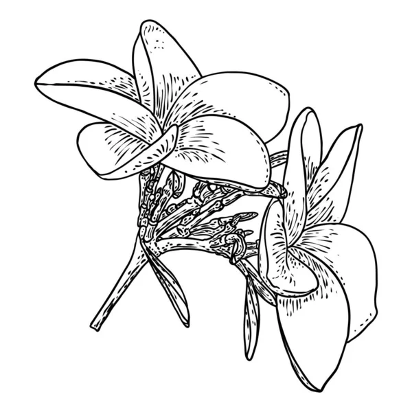 Plumeria Flores Frangipani Con Dibujo Hojas Arte Línea Dibujado Mano — Vector de stock