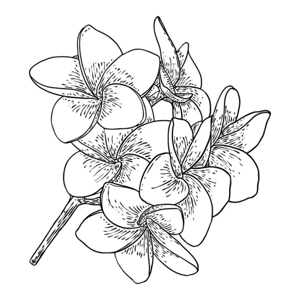 Plumeria Frangipani Bloemen Met Bladeren Tekening Handgetekende Lijn Kunst Van — Stockvector