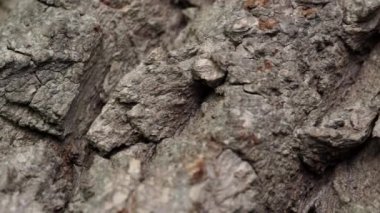 Ormandan gelen ağaç gövdesi kabuğu dokusu. Seçici odaklanma. Bitki bazlı biyokütle materyali. Gerçek ahşap haç kesiminin fiber ve kabuk mantar dokusunun yakın görüntüsü. Organik arkaplan.