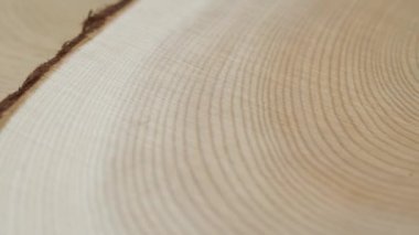 Tahta daire kütük gövde arka planı üstten. Kesişen kesitler ağaç dönüşünü kesiyor. Seçici odak.