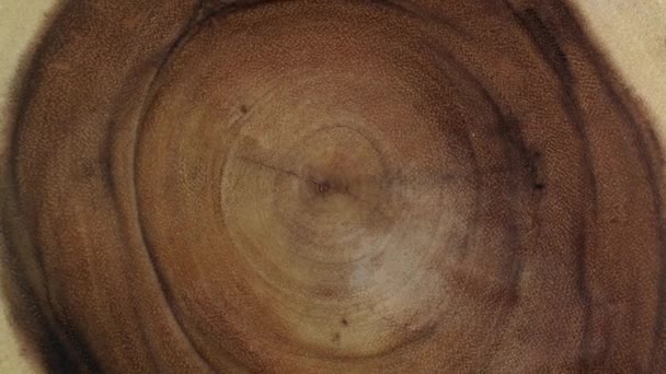 Wooden circle stump trunk background from top. Saw cross section cut tree wood rotation. — Stock Video