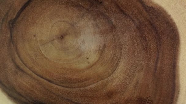 Anillos y textura del viejo tronco de árbol cortado en cruz. Sección de árbol de madera o tocón de árbol para el fondo y el diseño. Mesa de cocina o superficie de diseño interior. Industria forestal. — Vídeos de Stock