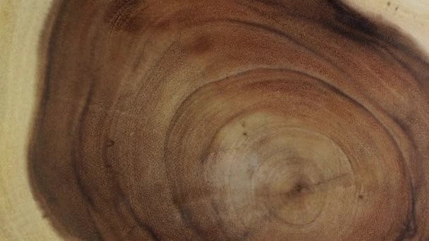 Houten cirkel stomp stam achtergrond van boven. Zagen doorsnede gezaagde boom hout rotatie. — Stockvideo