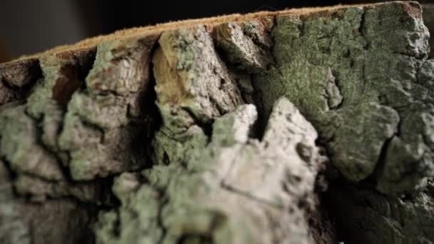 Kora brązowego drewna przekroju makro zbliżenie, selektywne skupienie. Sosna lub drewno z pnia dębu. Leśnictwo drewno naturalne roślinny materiał biomasy wykorzystywany jako paliwo. Widok z bliska tekstury włókna. — Wideo stockowe