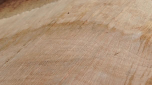 Konstrukcja włókna pniaka i kora z wyciętego pnia drzewa piły. Materiał biomasy pochodzenia roślinnego wykorzystywany jako paliwo. Zbliżenie widok włókna i tekstury korka prawdziwego drewnianego krzyża drzewa ścięte. Środowisko ekologiczne. — Wideo stockowe