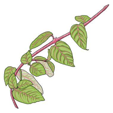 Fuşya çiçeğinin yapraklı el çizimi. Tropik egzotik bitki. Vektör.