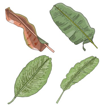 Botanik el çizimi muz ağacı yaprağı seti. Muz yaprakları palmiye dalları tropikal element koleksiyonu, meyve yaprakları çizimi. Vektör.