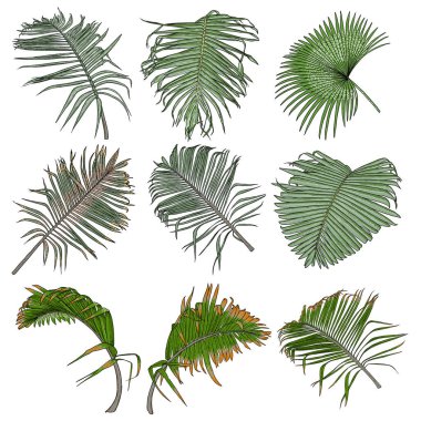 El yapımı tropik palmiye yaprakları ve orman bitkileri, gerçekçi tropikal yapraklar çok detaylı renkli bitki koleksiyonu. Güzellik ürünleri için botanik öğeleri. Vektör. 