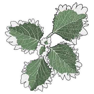 Coleus ya da boyalı ısırgan otu yaprakları. Solenostemon bitkileri, Plectranthus Spurflower. Vektör. 