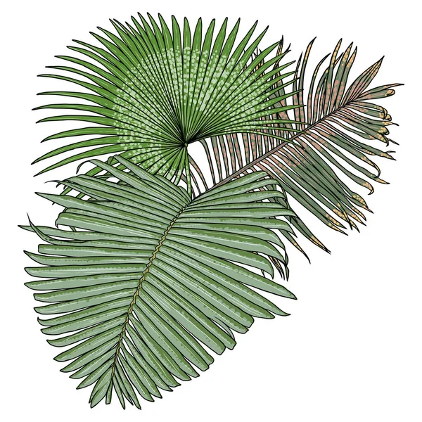 Feuilles Palmier Texture Verte Colorée Fond Bouquet Exotique Buisson Tropical — Image vectorielle
