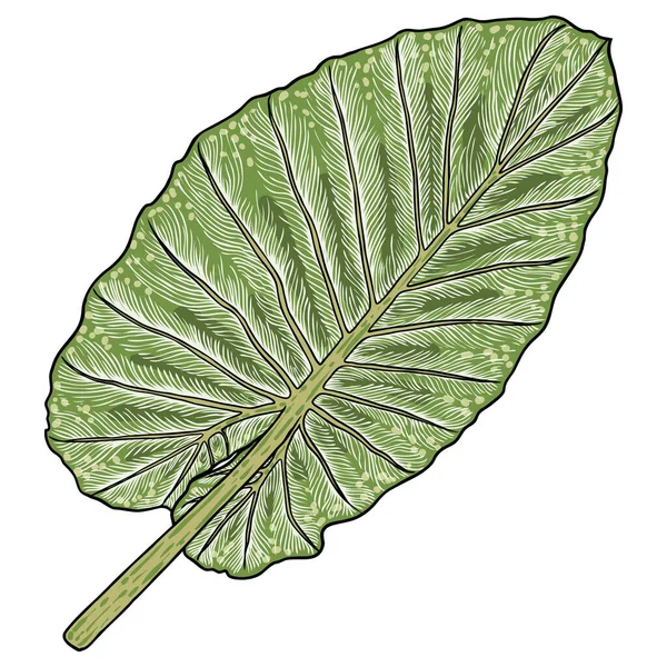 Gröna Blad Elephant Ear Eller Giant Taro Alocasia Odora Arter — Stock vektor