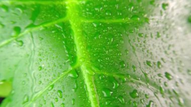 Yağmur damlalı tropikal yeşil yaprak yağmur ormanlarından ya da bahçelerden gelen Monstera çiçeklerini yakından çek. Arkaplanda yağmur damlaları bırakır. Tropikal yağmur ormanı. Seçici odak.